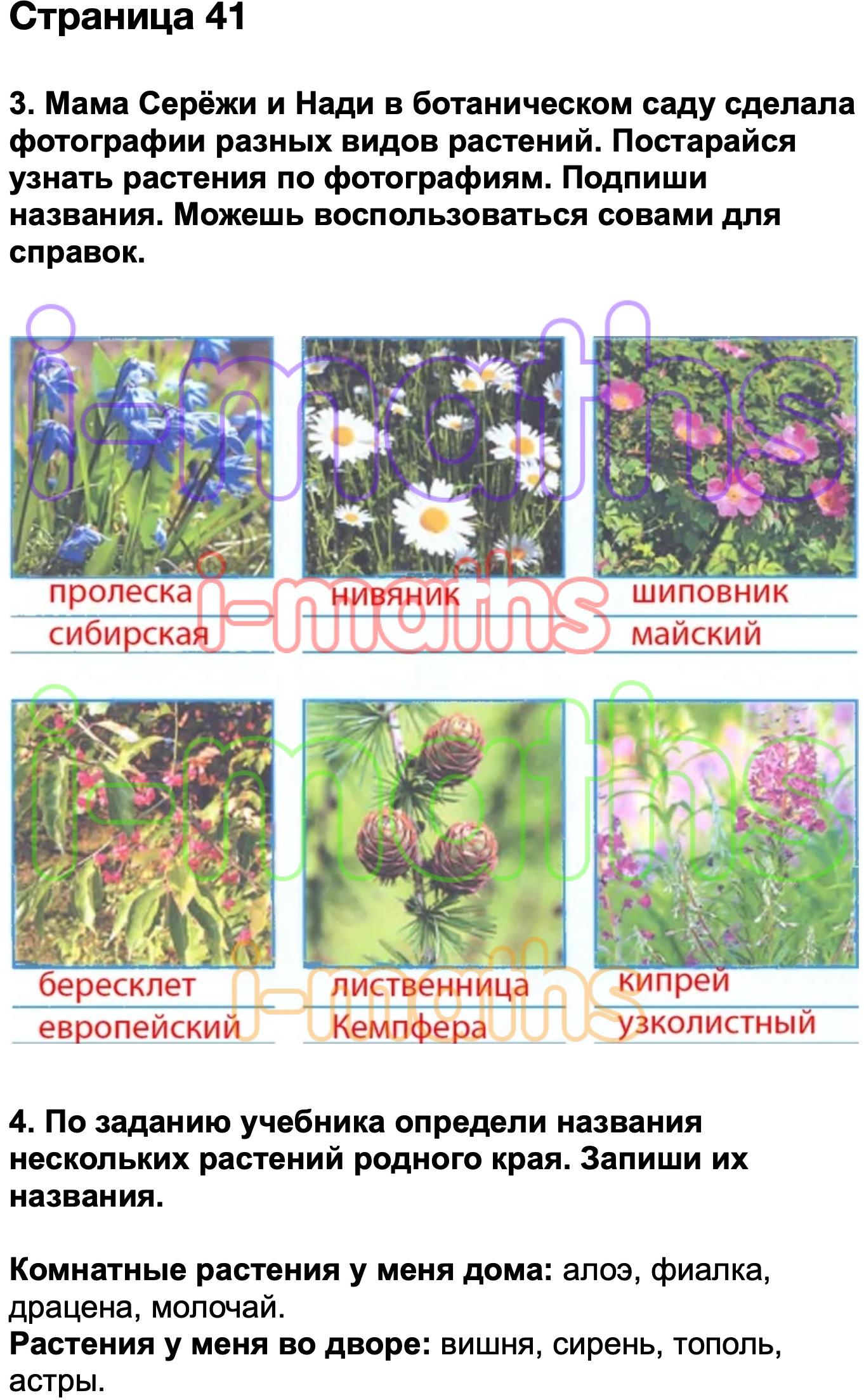Окружающий мир тетрадь стр 41 ответы. Определи несколько растений родного края. Мама Серёжи и Нади в Ботаническом саду. Мама Серёжи и Нади в Ботаническом саду сделала фотографии разных. Плешаков растения 3 класс.