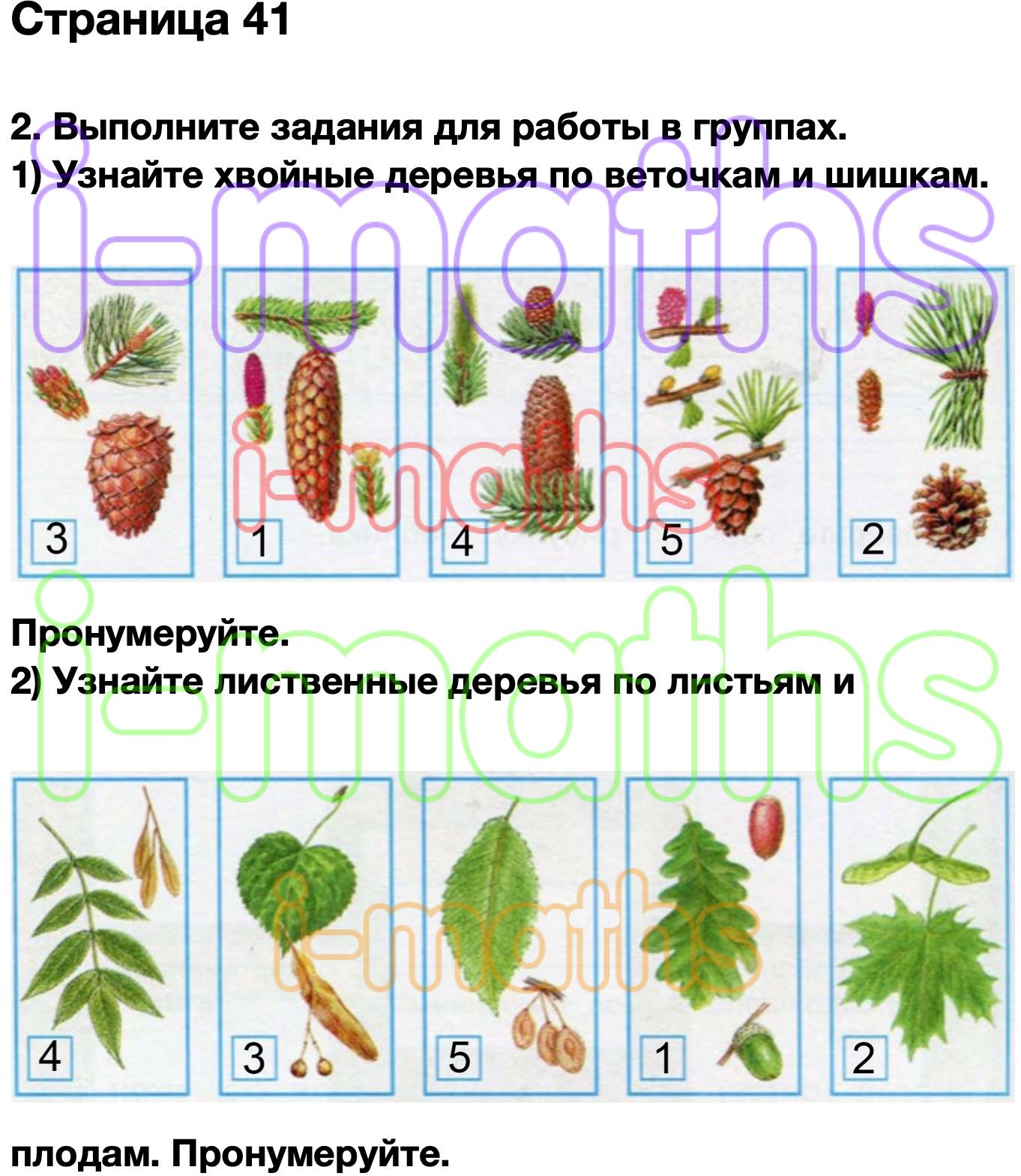 2 выполнено. Лиственные деревья по плодам. Узнай лиственные деревья по плодам. Узнайте хвойные деревья по веточкам и шишкам. Выполните задание для работы в группах узнайте хвойные.