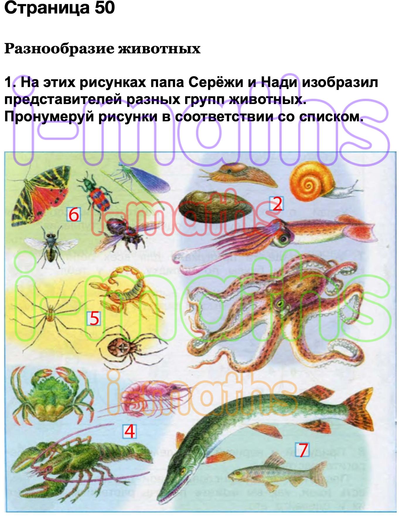 Мир рабочая тетрадь стр 50. Разнообразие животных пронумеруй рисунки. Окружающий мир 3 класс страница 50 рабочая. Разнообразные животные пронумеруй рисунки. На этих рисунках папа Сережи.