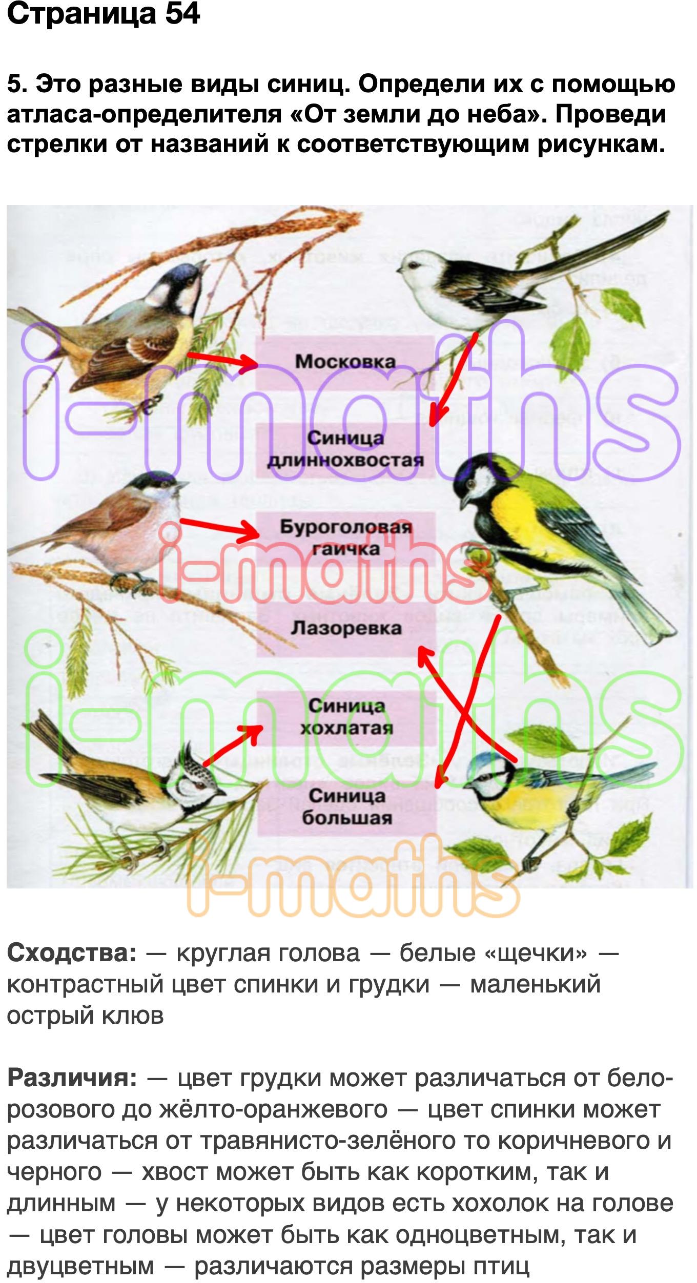 Окружающий мир стр 54 ответы. Виды синиц окружающий мир. Это разные виды синиц определи. Атлас определитель виды синиц. Разные виды синиц 3 класс окружающий мир.