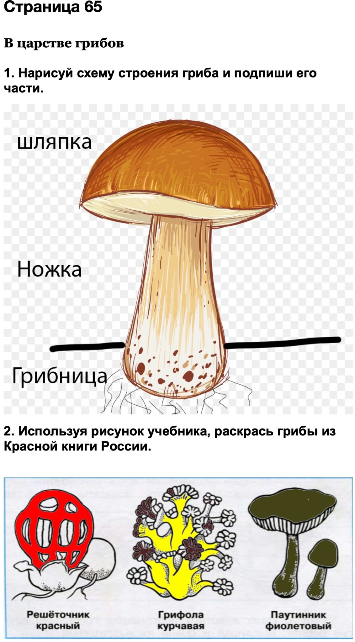 Нарисовать строение гриба и подписать