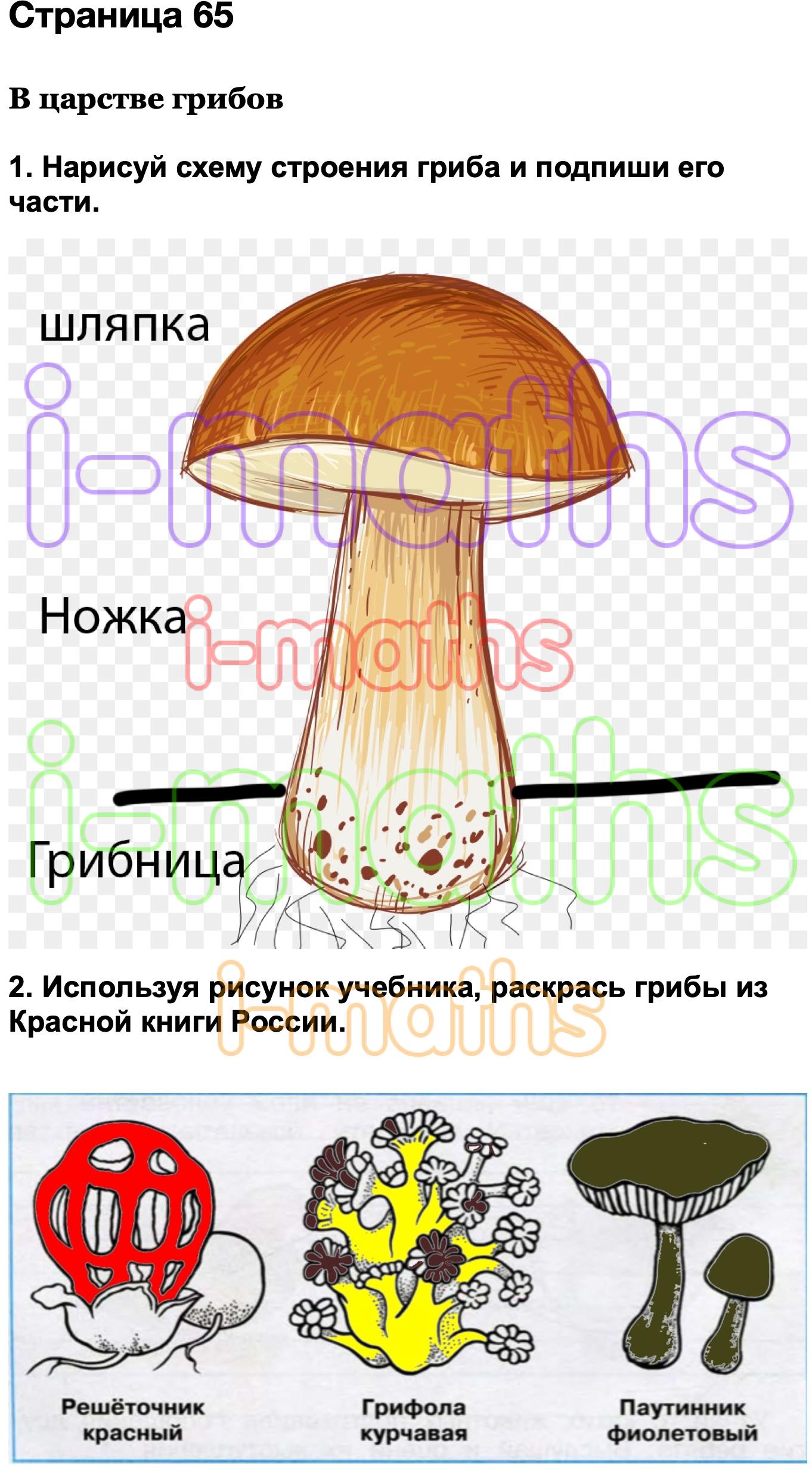 Части гриба 3 класс окружающий мир. Строения гриба и его части. Схема строения гриба и его части. Нарисуй схему строения гриба и Подпиши его части часть. Нарисуйте схему строения гриба и подпишите его части.