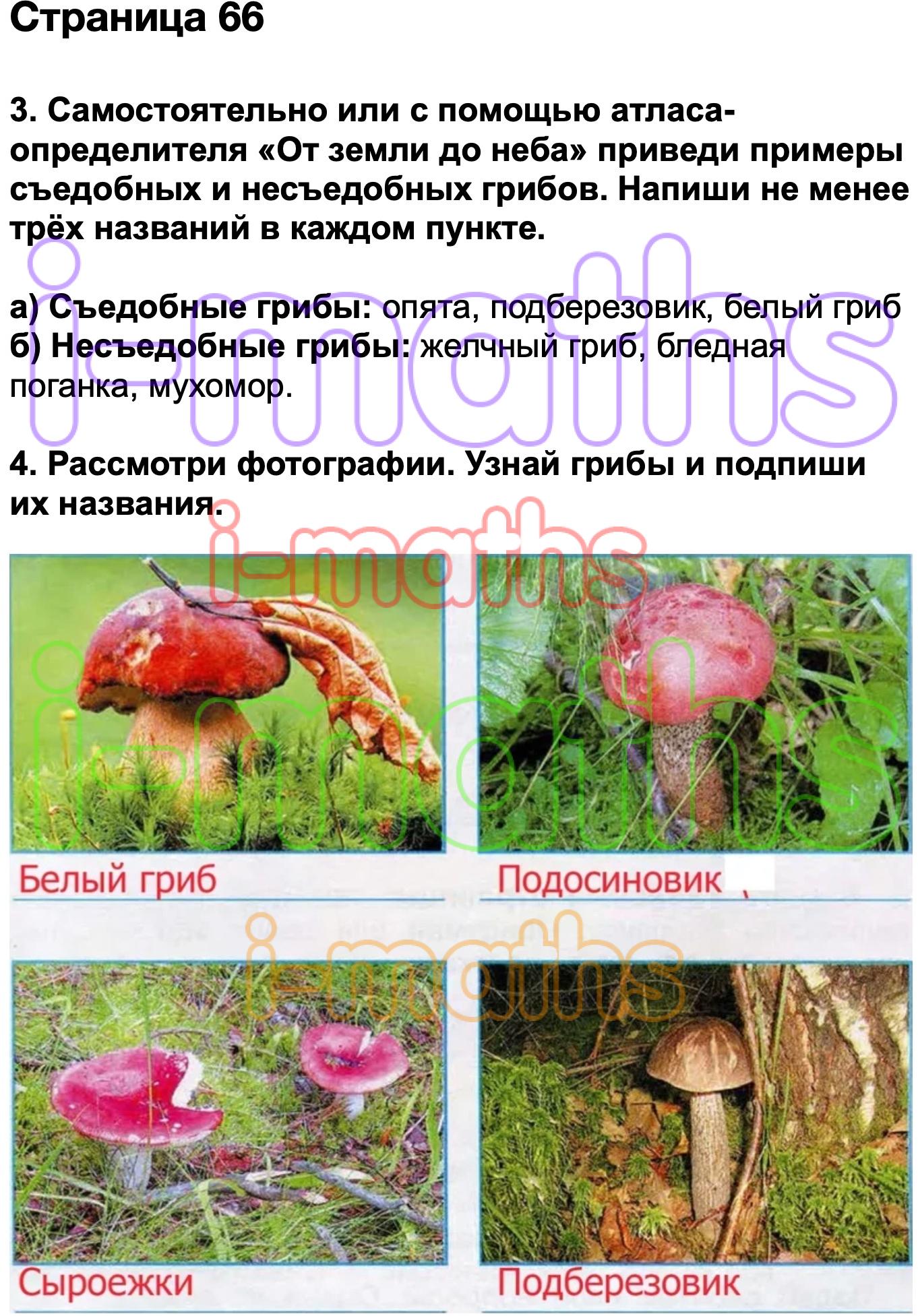 Не менее это. Рассмотри фотографии узнай грибы и Подпиши их. Примеры съедобных и несъедобных грибов с помощью атласа-определителя. С помощью атласа определителя от земли до неба приведи. Окружающий мир 3 класс грибы стр 66.