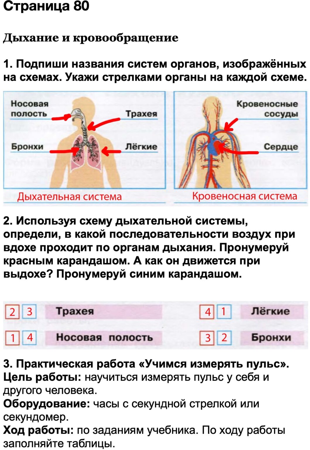 Подпиши названия систем