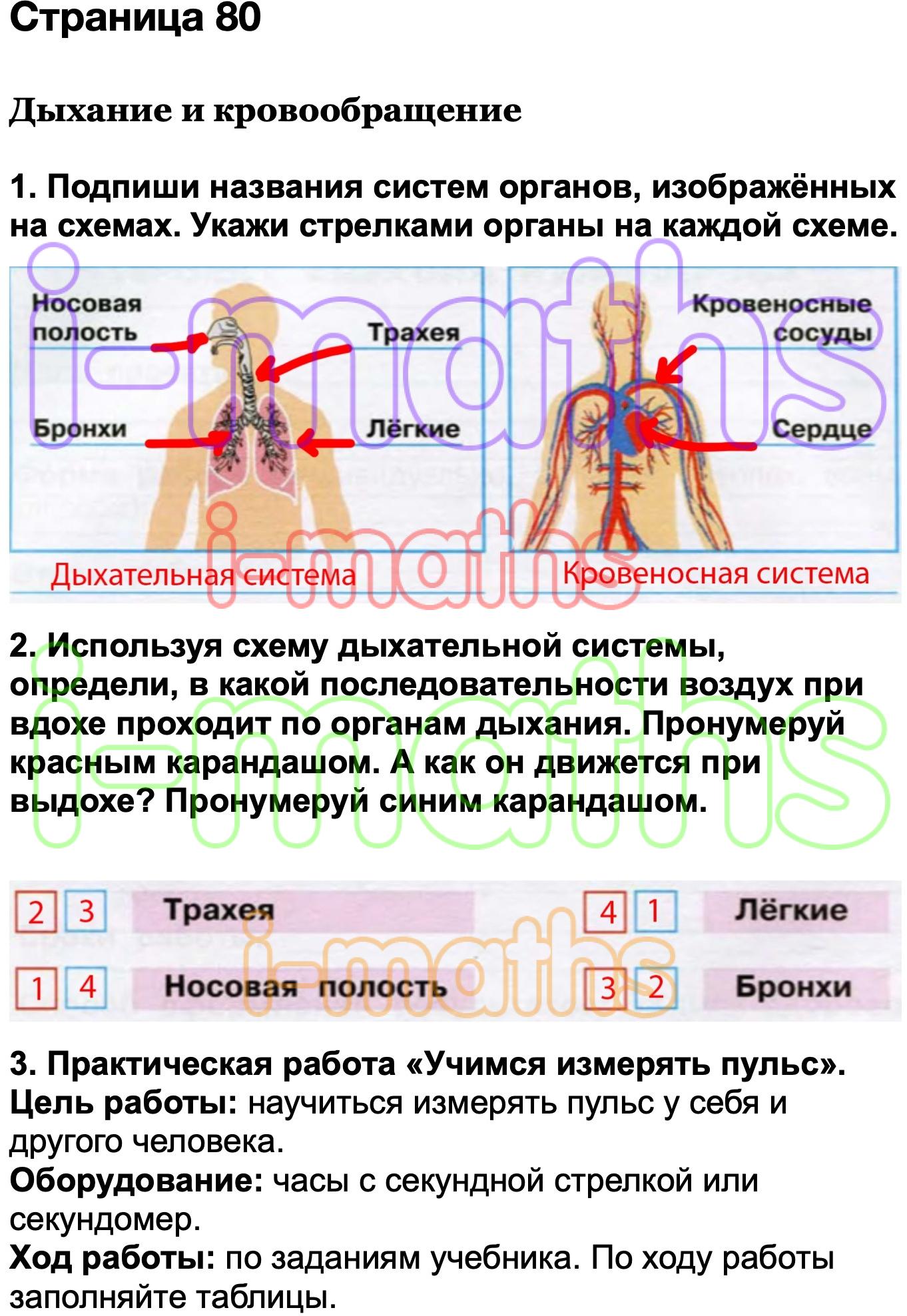 Тест дыхание и кровообращение 3 класс плешаков