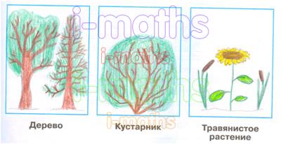 Дерево кустарник травянистое растение нарисовать