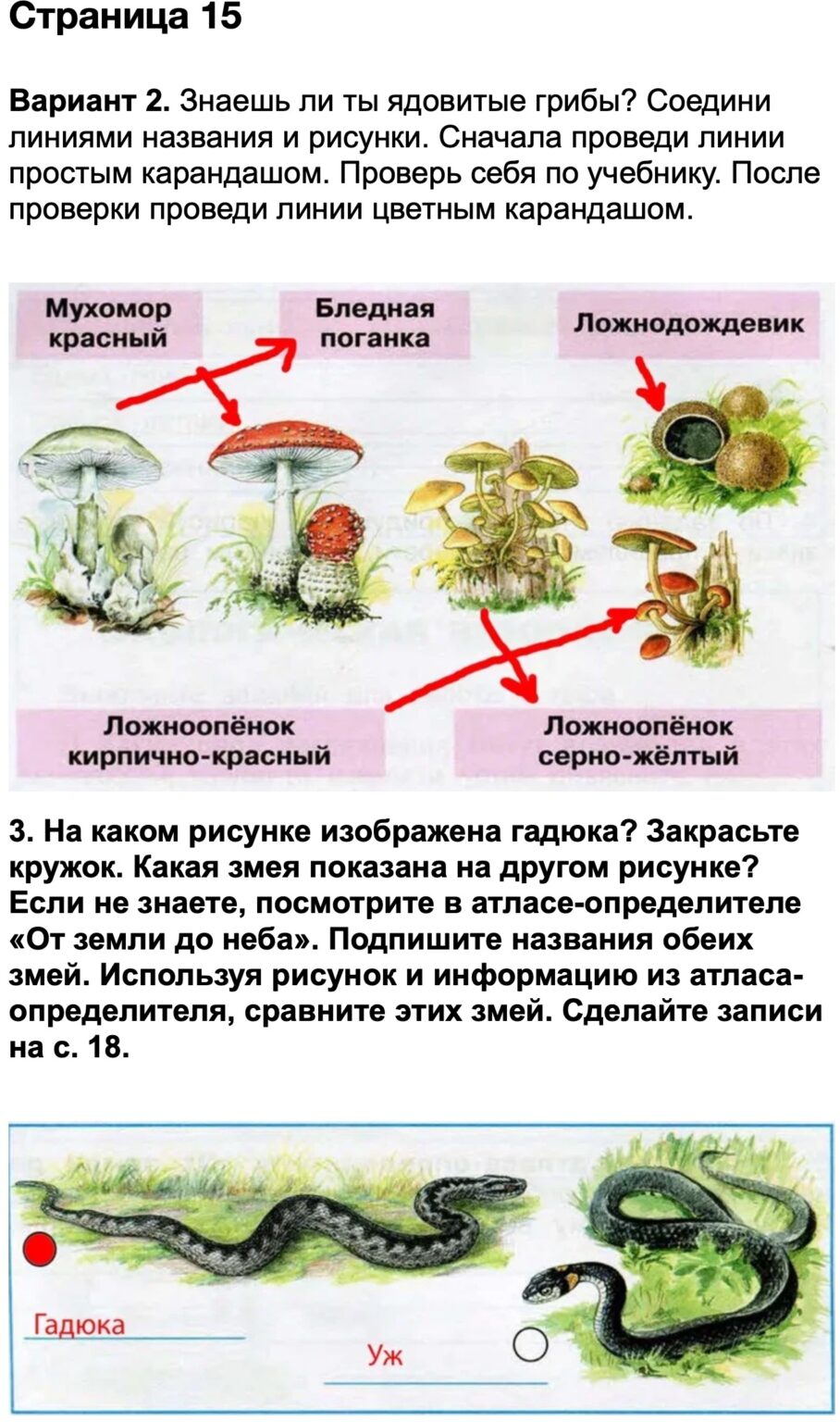 Схема процесса развития ребенка окружающий мир 3 класс