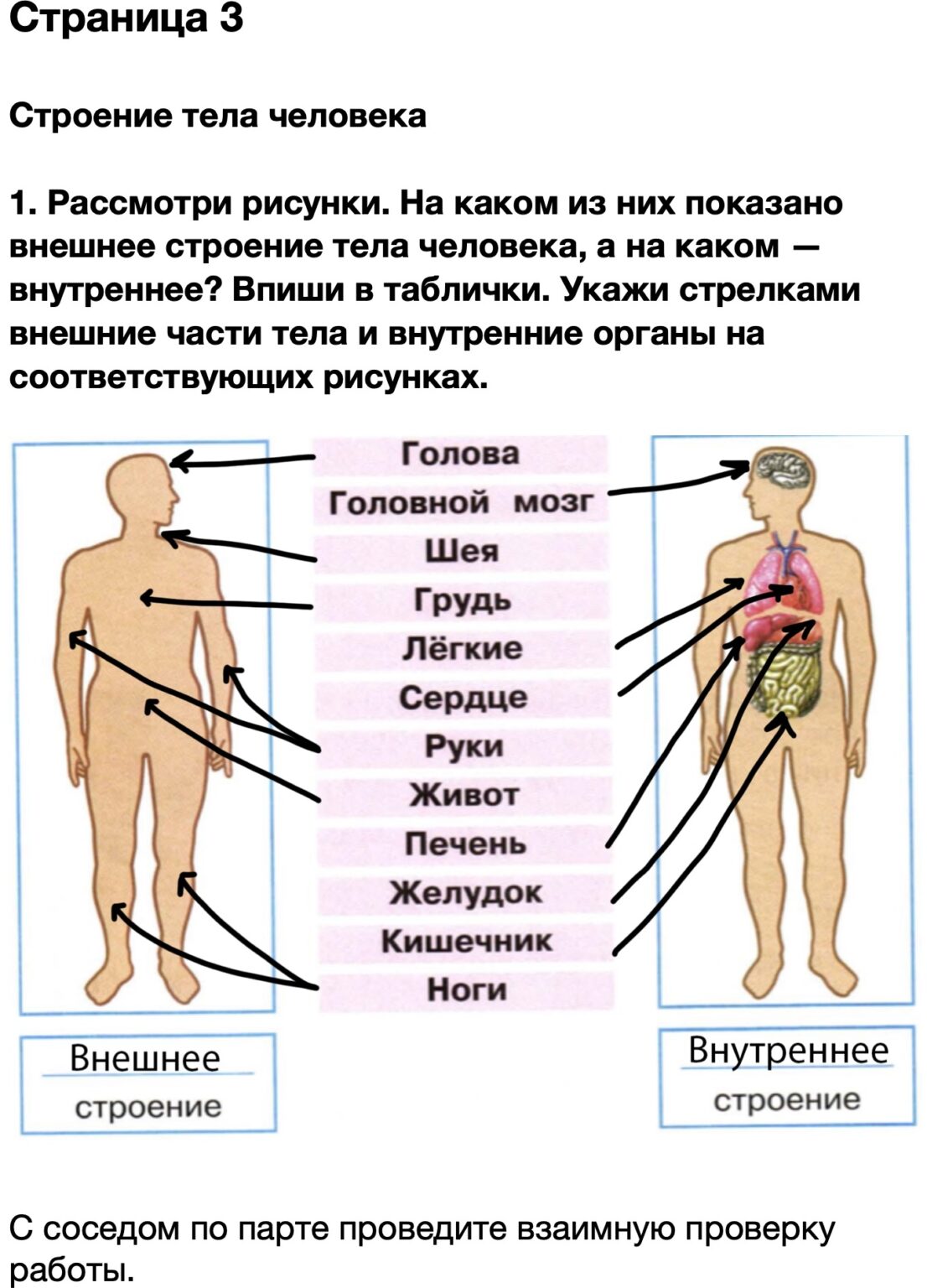 Рассмотри изображение человека покажи стрелками. Тело человека. Внутреннее строение тела человека карандашом. Окружающий мир 3 класс человек и его органы. Строение сердца человека.