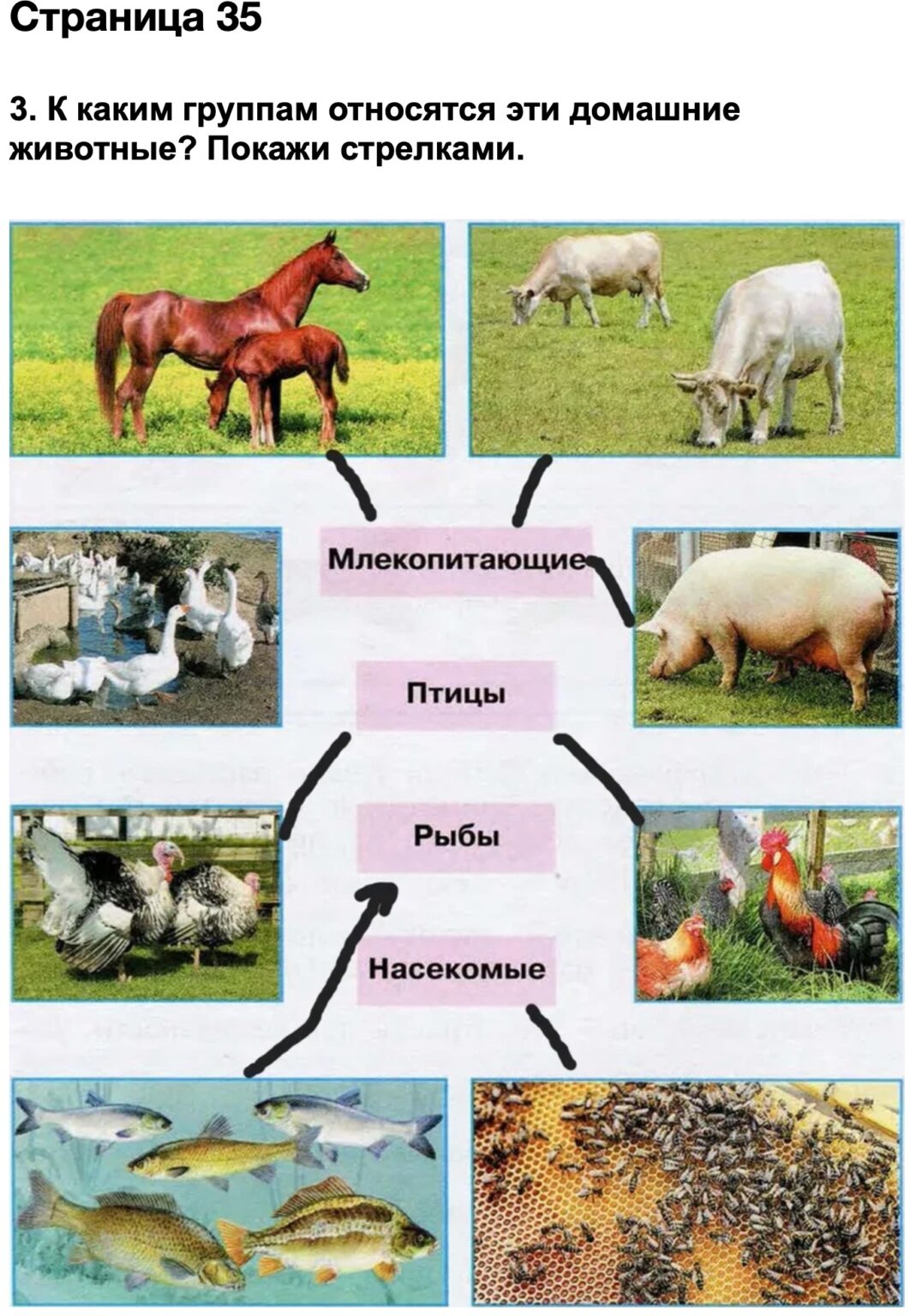 Мир животных рабочая тетрадь ответы. К каким группам относятся эти животные покажи. К каким группам относятся эти домашние животные покажи стрелками. К каким группам относятся эти домашние. Окружающий мир 2 класс рабочая тетрадь домашние животные.