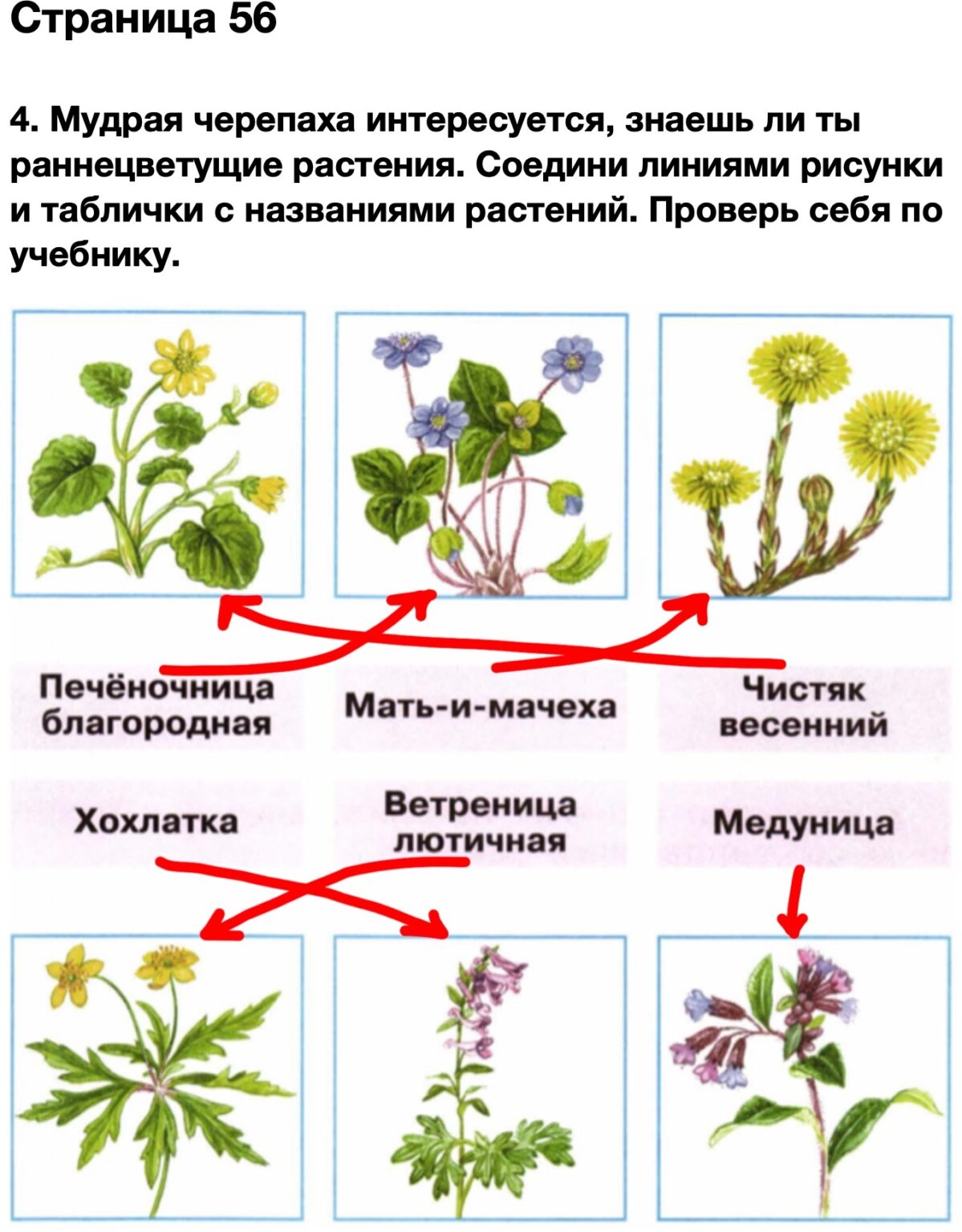 Окружающий мир страница 56 ответы. Раннецветущие цветы 2 класс окружающий мир. Соединить название растения и растение. Раннецветущие растения окружающий мир 2. Мудрая черепаха интересуется знаешь ли ты раннецветущие растения.